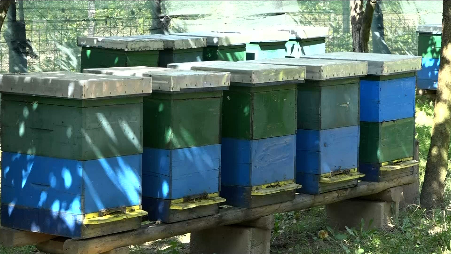 Pčelari upozoravaju – ove godine će biti mnogo krivotvorenog meda